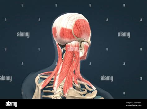 Anatomie Humaine D Une Anatomie Masculine Du Visage Du Cou Et De L