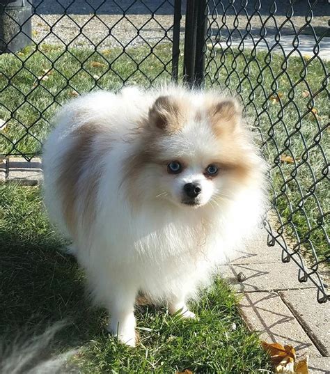 Pin On Pomeranian Pomimo Dogs A Mix Of American Eskimo And Pomeranian