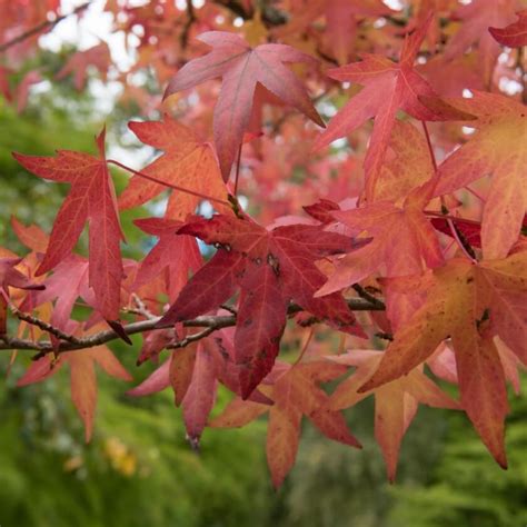 Amerikanischer Amberbaum Worplesdon Liquidambar Styraciflua