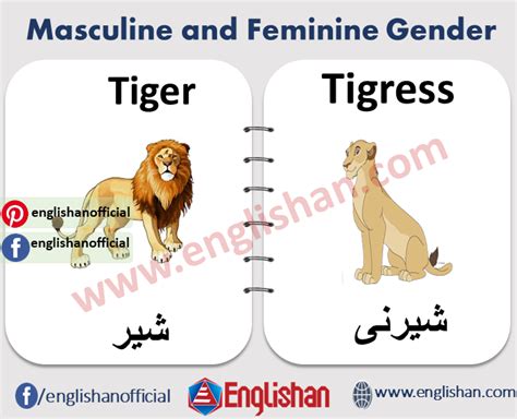 100 Examples Of Masculine And Feminine Gender List In 2021 Masculine Learning English For