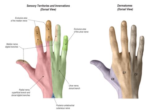 U2: Lecture 8 (Nerves of the Hand) Flashcards | Quizlet