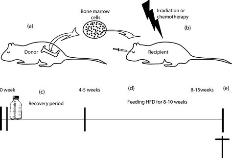 Bone Marrow Transplantation In Mice As A Tool For Studying The Role Of