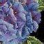 Cross Stitch Kit Thea Gouverneur 497A Hydrangea EBay