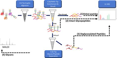 Workflow For Glycans Glycosite And Intact Glycopeptide Analysis