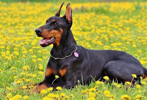 Dobermann Training | Precision K9 Work