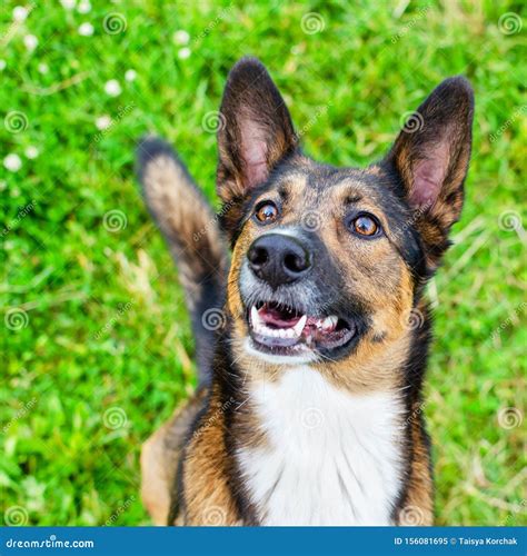 Young Energetic Half Breed Dog Is Looking Doggy Is Playing With Its