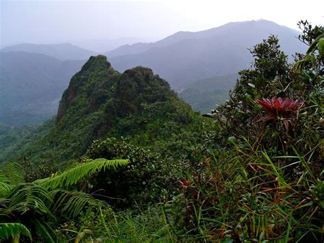 A View Of Pico Los Picachos From High In The Dwarf Forest Of El Yunque