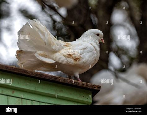 Gracieux English Fantail Pigeon Columba Livia Domestica Incarne L