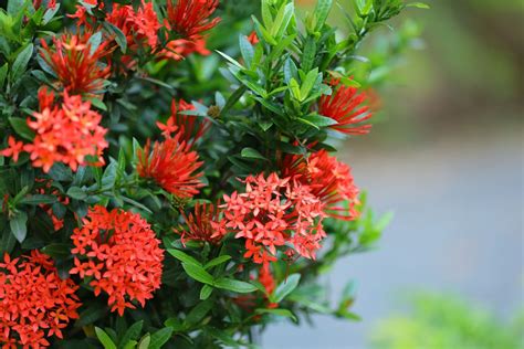 Conhe A A Ixora Planta Que Adora Sol E Beija Flor Ela Deixa Qualquer