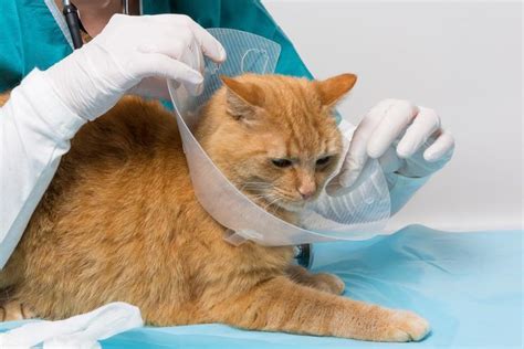 Sangue Dal Naso Nel Gatto Cause E Cosa Fare