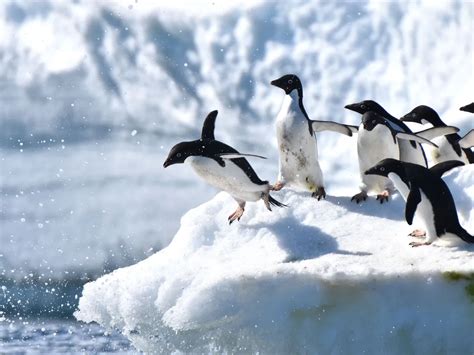 Do Penguins Have Knees? (Anatomy, Why They Waddle + FAQs) | Birdfact