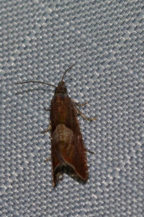 Dichrorampha From Rue Beach M Tis Sur Mer Qc Canada On August