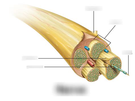 Cross Section Of A Nerve Diagram Quizlet