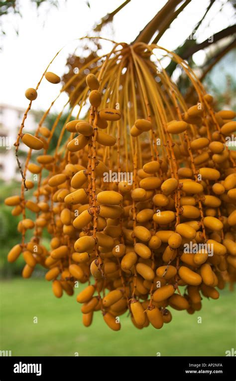 Bunch Of Dates Hanging From A Tree Stock Photo Alamy