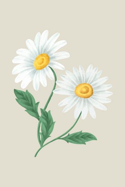 Vintage Daisy Illustration