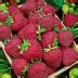 Клубника Черри Берри: описание и характеристики сорта садовой земляники ...
