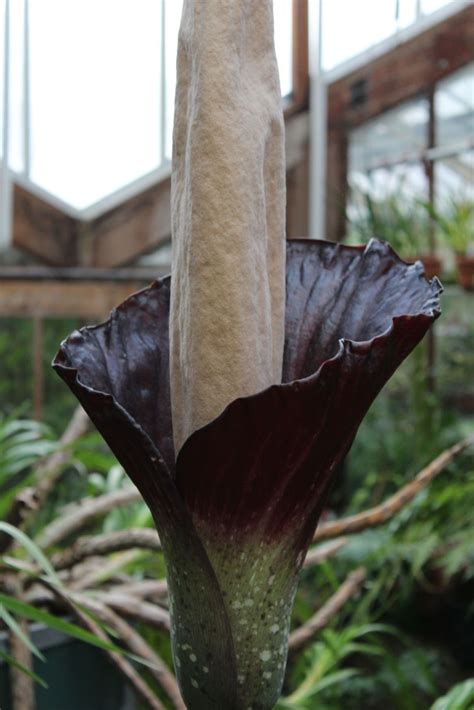 Amorphophallus Decus Silvae Hortus Botanicus Leiden Netherlands