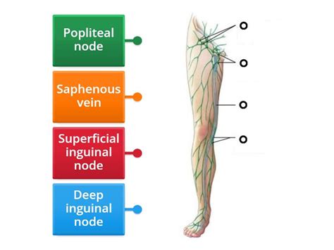 Lymph Nodes Of The Foot And Leg Labelled Diagram