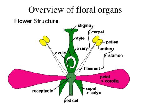 Ppt Lecture 13 Pollination Powerpoint Presentation Free Download Id1625027