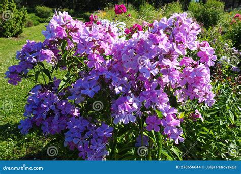 Phlox Paniculata Fall Phlox Garden Phlox Perennial Phlox Phlox Is A