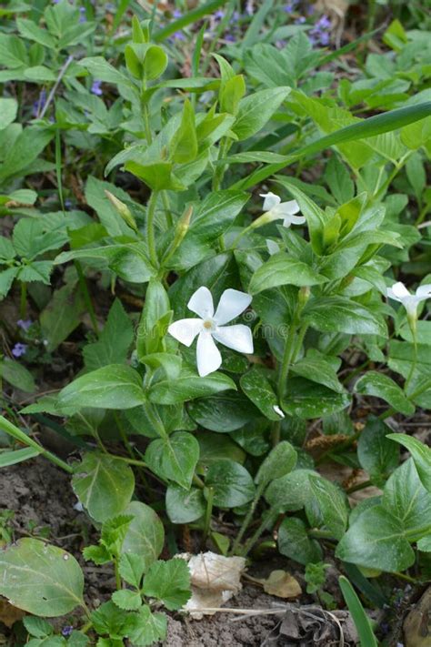 Vinca Flower Periwinkle White Colorlesser Periwinkle Vinca Minor