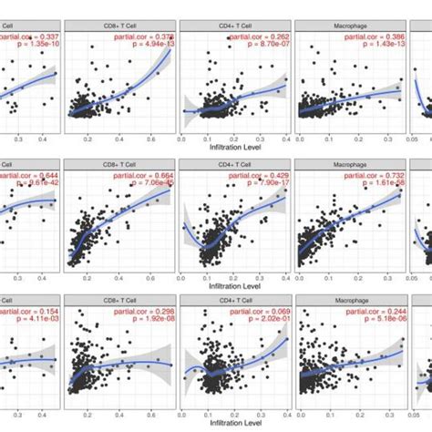 Between PD L1 CD86 And CD206 Expression And Immune Cell Infiltration