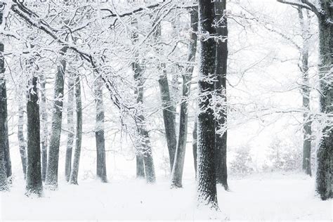 Trees in the snow. Black and white winter landscape Photograph by Dan ...