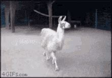 Dancing Llama GIFs | Tenor