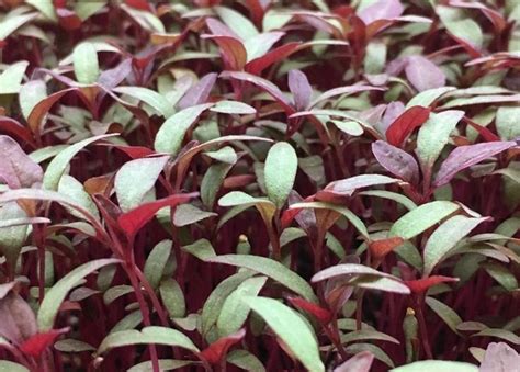 Microgreen Red Amaranth Seeds Shop Online Flower And Vegetables Seeds Nz