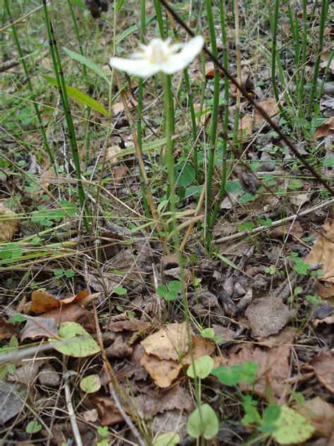 marsh grass of Parnassus from Ивьевский район Гродненская область