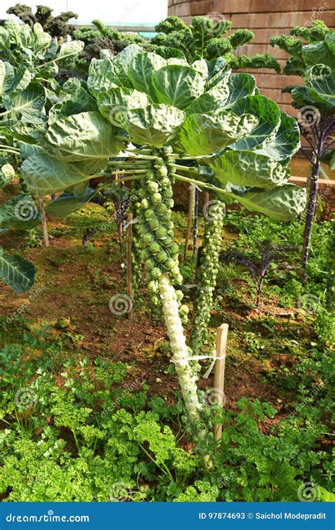 Plantas Do Couve De Bruxelas No Jardim Vegetal Imagem De Stock Imagem