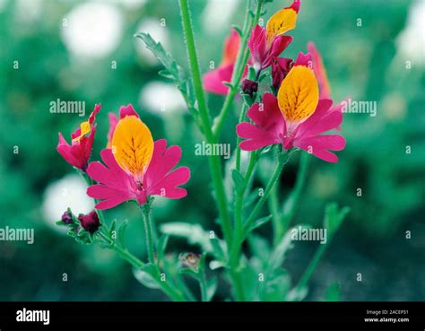 Poor Man S Orchid Schizanthus Gilliesii Stock Photo Alamy