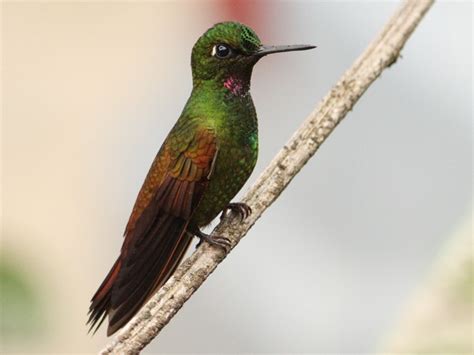 Brazilian Ruby - Heliodoxa rubricauda - Birds of the World