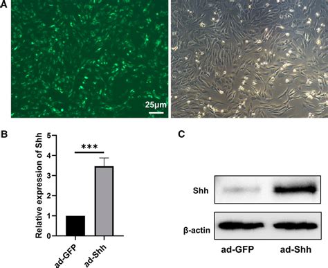 Identification Of The Emscs That Underwent Transduction Of Shh With