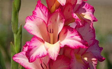 Gladiolus Bulbs,Pink Gladiolus Flower,Not Gladiolus Seed,Symbolizes ...