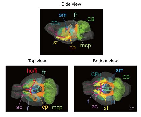 Figure 3 From Multidimensional MRI CT Atlas Of The Naked Mole Rat Brain Heterocephalus Glaber