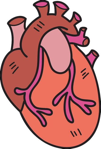 Premium Vector Hand Drawn Realistic Heart Illustration