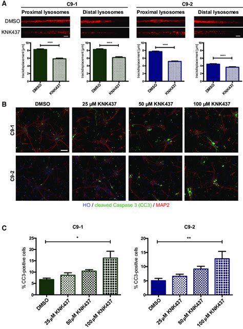 Hsp Inhibitor Knk Disrupts Axonal Trafficking And Induces Apoptosis