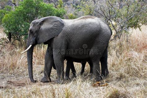 AFRICAN ELEPHANT WITH CALF stock photo. Image of ears - 12097360