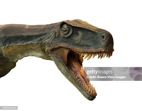 Big Head Dinosaur Photos And Premium High Res Pictures Getty Images