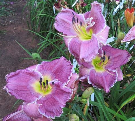 Photo Of The Bloom Of Daylily Hemerocallis Lake Effect Posted By