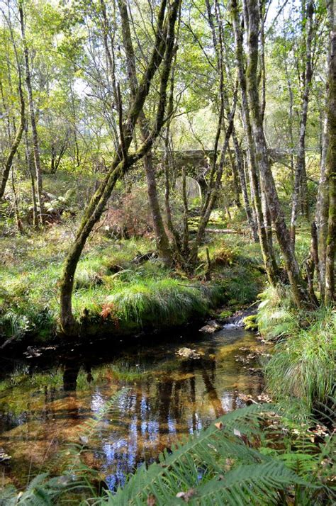 Free Images Tree Outdoor Creek Swamp Wilderness Trail River