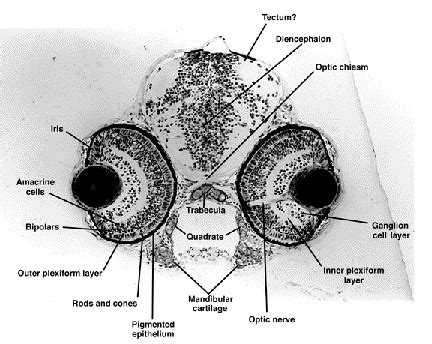 Zfin Atlas Of Zebrafish Anatomy