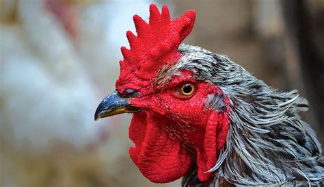 Chicken Combs Their Styles Textures And Purposes Hobby Farms