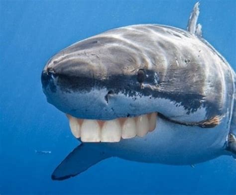 22 Shark With Human Teeth Pictures That Are Just Ridiculous