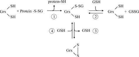 Insights Into Deglutathionylation Reactions Journal Of Biological