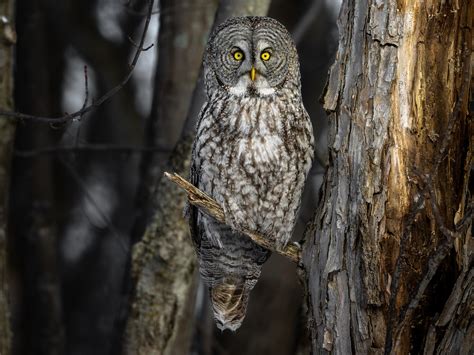 Great Gray Owl