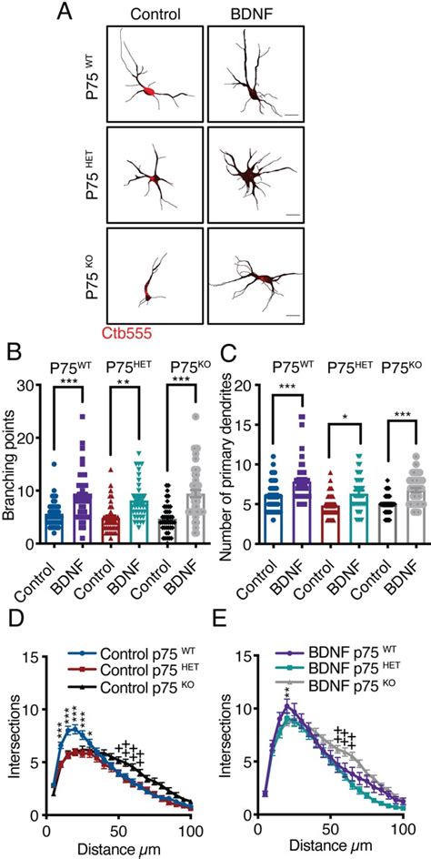 Bdnf Trkb Signaling Endosomes In Axons Coordinate Creb Mtor Activation