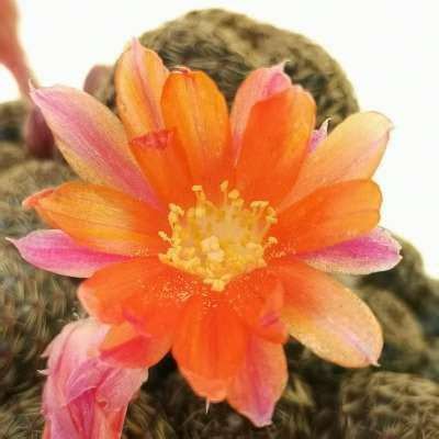 Rebutia Heliosa Var Condorensis Cv Rubrispina Giromagi Cactus And