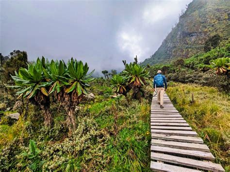 Conquer the Rwenzori Mountains with This Kilembe Trail Guide